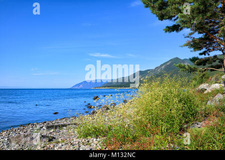 Wasser Pfeffer (Persicaria hydropiper) wächst auf den Kieselsteinen des Baikalsees. Sommer in Sibirien. Irkutsk Region. Russland Stockfoto