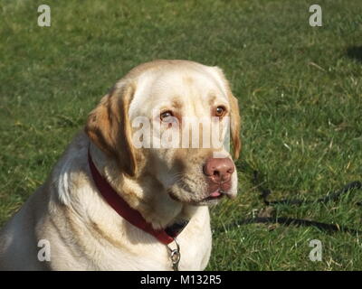 Schöne gelbe Labrador warten und fangen einen Tennisball Satz von Aufnahmen Stockfoto