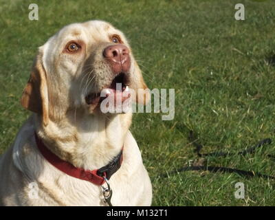 Schöne gelbe Labrador warten und fangen einen Tennisball Satz von Aufnahmen Stockfoto