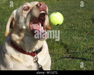 Schöne gelbe Labrador warten und fangen einen Tennisball Satz von Aufnahmen Stockfoto