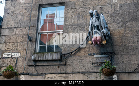 Außenwand des Gebäudes in Cowgate, Old Town, Edinburgh, Schottland, Großbritannien, mit skurrilen Modell Kuh Rückseite und Euter Stockfoto