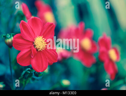 Rote Dahlie mit gelben Center Fokus auf der linken Blume Stockfoto