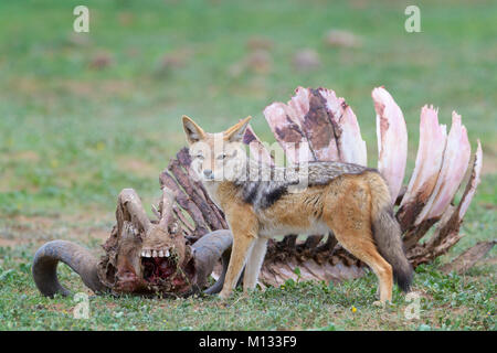 Black-backed Jackal (Canis mesomelas) am Kadaver eines Kaffernbüffel (Syncerus caffer Caffer), Addo Elephant National Park, in der Eastern Cape Provinz, S Stockfoto