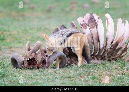 Black-backed Jackal (Canis mesomelas) am Kadaver eines Kaffernbüffel (Syncerus caffer Caffer), Addo Elephant National Park, in der Eastern Cape Provinz, S Stockfoto