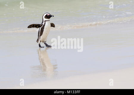 Afrikanische Pinguin, Brillenpinguine, Black-footed Penguin (Spheniscus demersus), Wandern am Strand, Boulder Beach, Südafrika Stockfoto