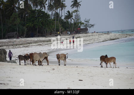 Kühe und Stiere versammeln sich am Strand von Nungwi, Sansibar, Tansania am feinen weißen Strand mit Palmen im Hintergrund Stockfoto