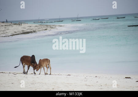 Kühe und Stiere versammeln sich am Strand von Nungwi, Sansibar, Tansania am feinen weißen Strand mit Palmen im Hintergrund Stockfoto