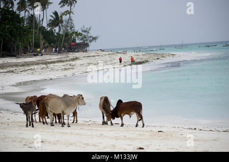Kühe und Stiere versammeln sich am Strand von Nungwi, Sansibar, Tansania am feinen weißen Strand mit Palmen im Hintergrund Stockfoto