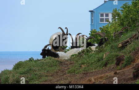 Ziegen auf einer Klippe am Meer - Herde von Ziegen weiden auf dem grasbewachsenen Steilküste von der Cromer Pier in England unter Häuser Stockfoto