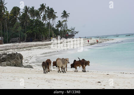 Kühe und Stiere versammeln sich am Strand von Nungwi, Sansibar, Tansania am feinen weißen Strand mit Palmen im Hintergrund Stockfoto