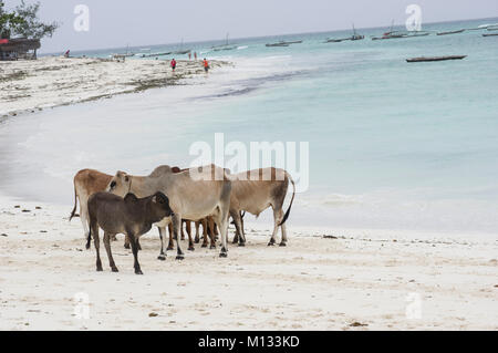 Kühe und Stiere versammeln sich am Strand von Nungwi, Sansibar, Tansania am feinen weißen Strand mit Palmen im Hintergrund Stockfoto