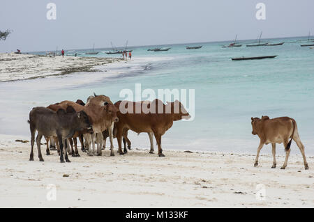 Kühe und Stiere versammeln sich am Strand von Nungwi, Sansibar, Tansania am feinen weißen Strand mit Palmen im Hintergrund Stockfoto