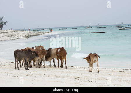 Kühe und Stiere versammeln sich am Strand von Nungwi, Sansibar, Tansania am feinen weißen Strand mit Palmen im Hintergrund Stockfoto