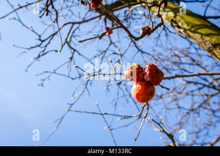 Trockene Apfel, Quitte verfaulte Frucht am Baum im Orchard, biologische Lebensmittel. Stockfoto