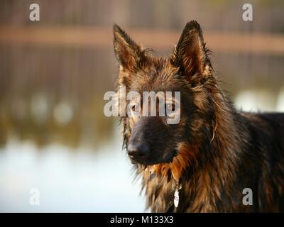 Schöne deutsche Schäferhund Stockfoto