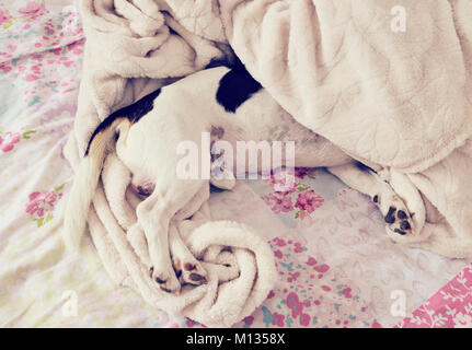 Cute Puppy dog liegt mit seinen Kopf unter der Decke Stockfoto
