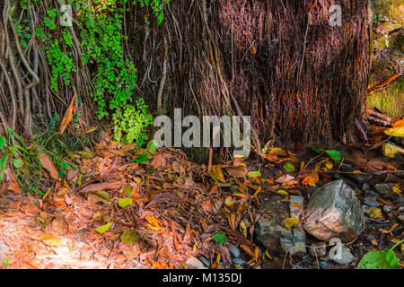 Die Wand von einem Berg mit nassen Vegetation und Blicke von Sonnenlicht und trockene Blätter auf dem Boden liegend im sonnigen Herbsttag Stockfoto