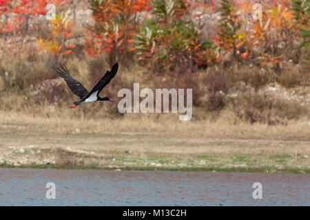 Peking, China. 28 Okt, 2017. Ein schwarzer Storch fliegt über miyun Behälter in Peking, der Hauptstadt von China, Okt. 28, 2017. Einige gefährdete Schwarzstorch (Ciconia nigra) wurden in Miyun Behälter entdeckt, Signalisierung Verbesserung im Behälter. Schwarze Störche sind auf der Roten Liste der bedrohten Arten, die von der Internationalen Union für die Erhaltung der Natur. Es gibt nur etwa 2.000 solche Vögel der Welt. Credit: Wang Zhiyi/Xinhua/Alamy leben Nachrichten Stockfoto