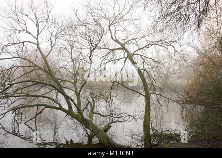 Billericay, Essex, Großbritannien. 26. Januar, 2018. UK Wetter: ein sehr nebligen Start in den Tag in Billericay, Essex - ein Blick auf den Wiesen Credit: Ben Rektor/Alamy leben Nachrichten Stockfoto