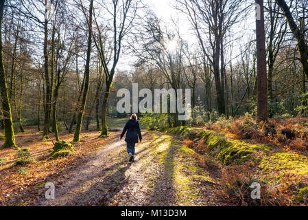 Frau, die im Winter auf einem schlammigen Pfad durch Bäume geht, Hampshire. Stockfoto