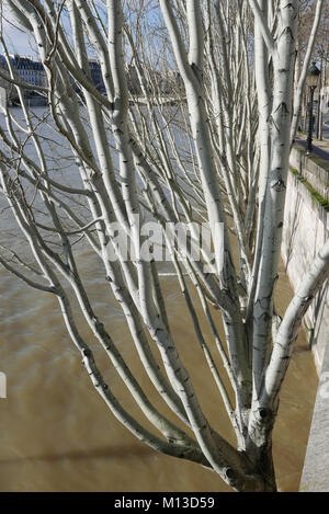 Paris, Frankreich. 25. Januar, 2018. Quai du Louvre, Hochwasser des Flusses Seine, Januar 25, 2018, Paris, Frankreich Quelle: Claude Bache/Alamy leben Nachrichten Stockfoto