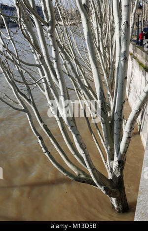 Paris, Frankreich. 25. Januar, 2018. Quai du Louvre, Hochwasser des Flusses Seine, Januar 25, 2018, Paris, Frankreich Quelle: Claude Bache/Alamy leben Nachrichten Stockfoto