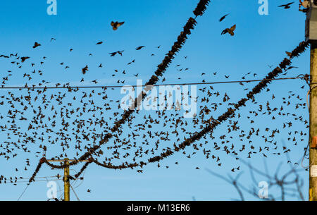 Preston, Lancashire. 26 Jan, 2018. UK Wetter. Stare sammeln, bevor Rastplätze für die Nacht an der Splitterung, Preston, Lancashire. Quelle: John Eveson/Alamy leben Nachrichten Stockfoto