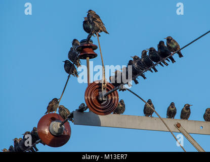 Preston, Lancashire. 26 Jan, 2018. UK Wetter. Stare sammeln, bevor Rastplätze für die Nacht an der Splitterung, Preston, Lancashire. Quelle: John Eveson/Alamy leben Nachrichten Stockfoto