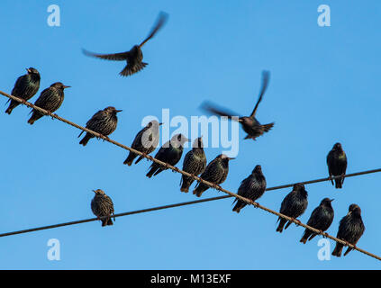 Preston, Lancashire. 26 Jan, 2018. UK Wetter. Stare sammeln, bevor Rastplätze für die Nacht an der Splitterung, Preston, Lancashire. Quelle: John Eveson/Alamy leben Nachrichten Stockfoto