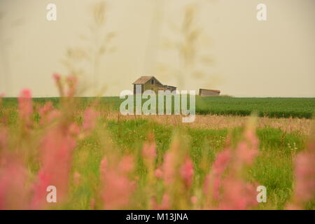 Run down Bauernhaus in der kanadischen Landschaft, Blumen in der Front. Stockfoto
