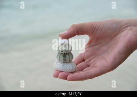 Woman's Hand 4 seashells/Seeigel Stockfoto