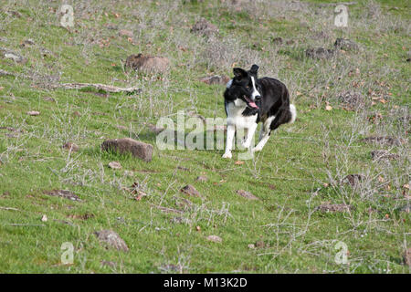 Schwarze und weiße Border Collie auf der Suche nach verirrten Schafe in den Bergen Stockfoto