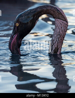 Mehr flamingo Kopf im Schlamm auf der Suche nach der Nahrung gedeckt. Stockfoto