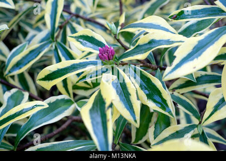 Rosa-lila Blüten und Knospen gelb-grün-bunte Blätter von Daphne odora Maejima im Januar Stockfoto