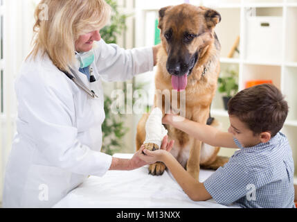 Schäferhund Verband erhalten nach Verletzungen auf seinem Bein, Junge ihn streicheln Stockfoto