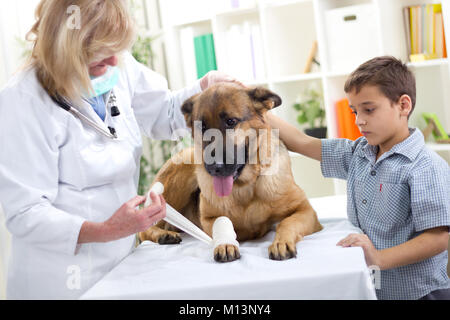 Schäferhund Verband erhalten nach Verletzungen auf seinem Bein, Junge ihn streicheln Stockfoto