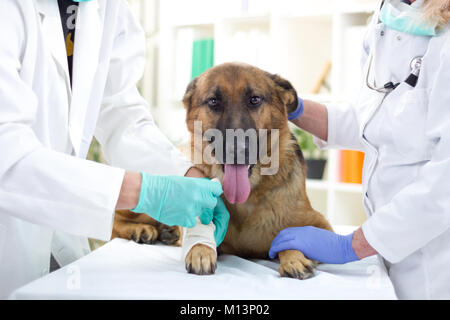 Schäferhund Verband erhalten nach Verletzungen auf seinem Bein Stockfoto