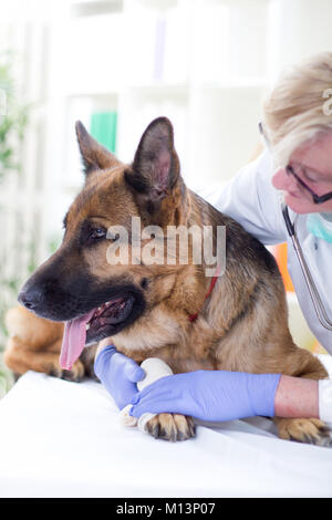 Schäferhund Verband erhalten nach Verletzungen auf seinem Bein Stockfoto