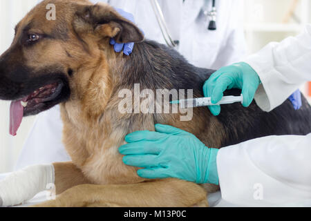 Tierarzt ist der Impfstoff zu den Hund Schäferhund, Fokus an der Einspritzpumpe Stockfoto