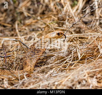 Ein Cape Cobra im Gras im südlichen afrikanischen Savanne Stockfoto