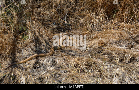 Ein Cape Cobra im Gras im südlichen afrikanischen Savanne Stockfoto