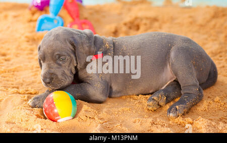 Dogge reinrassige Welpen müde vom Spielen auf dem Sand Stockfoto
