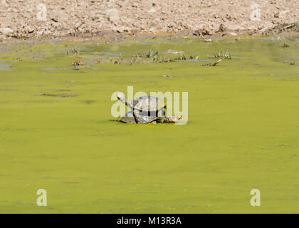 Dosenschildkröten in einem Teich im grünen Algen im Südlichen Afrika abgedeckt Stockfoto