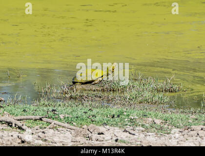 Dosenschildkröten in einem Teich im grünen Algen im Südlichen Afrika abgedeckt Stockfoto