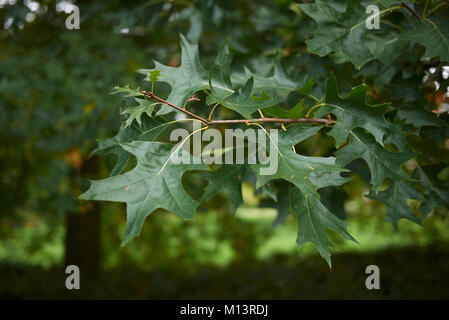 Quercus palustris Stockfoto