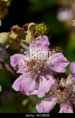 Rubus ulmifolius Stockfoto