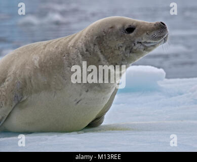 Krabbenfresserrobbe Siegel (Lobodon Carcinophagus) auf einem Eisberg, Lemaire-Kanal, antarktische Halbinsel Stockfoto