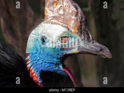 Southern Cassowary (Casuarius casuarius) Stockfoto