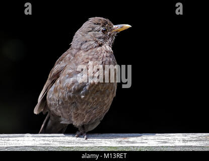 Amsel (Turdus merula) Weiblich, Großbritannien Stockfoto