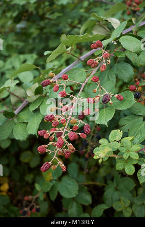 Rubus ulmifolius Stockfoto